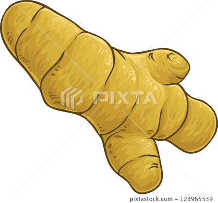 Turmeric  Root Colored Detailed Illustration. 123965539