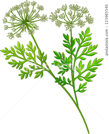 Carrot Seeds with Leaves Colored Detailed Illustration Carrot Seeds with Leaves Colored Detailed Illustration 123965540