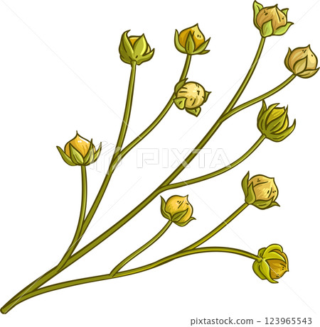 Flax Branch Colored Detailed Illustration 123965543