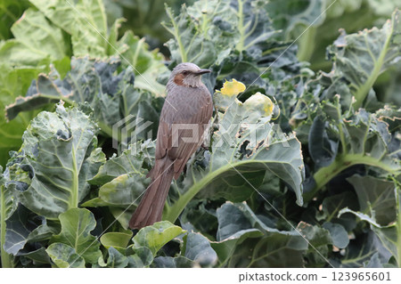 Damage caused by brown-eared bulbuls 123965601