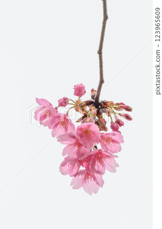早開的河津櫻花呈現透明的粉紅色花瓣 123965609