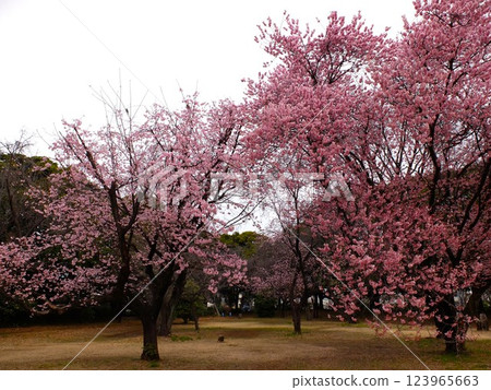 春天埼玉縣和光森林公園 春天埼玉縣和光森林公園 123965663