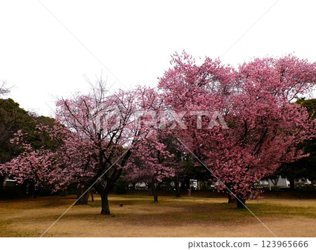春天埼玉縣和光森林公園 123965666