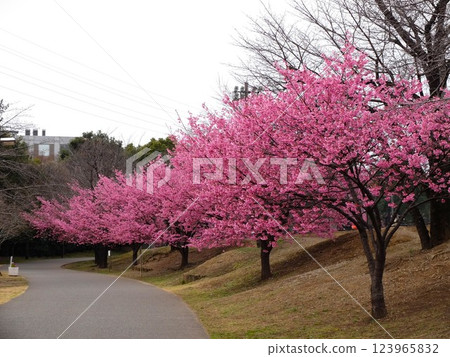 Spring Nerima Sakura Sports Park Spring Nerima Sakura Sports Park 123965832