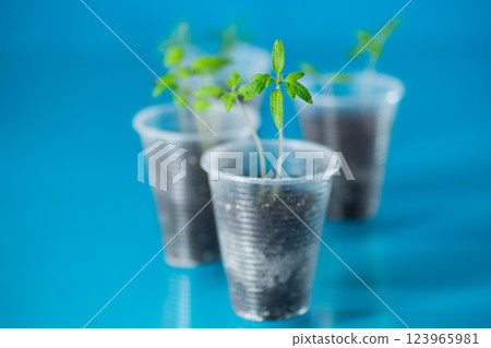Young tomato sprouts in a plastic cup with soil Young tomato sprouts in a plastic cup with soil 123965981