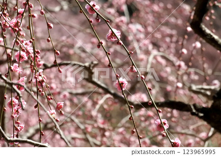 一枝垂枝梅花,花蕾膨大 一枝垂枝梅花,花蕾膨大 123965995