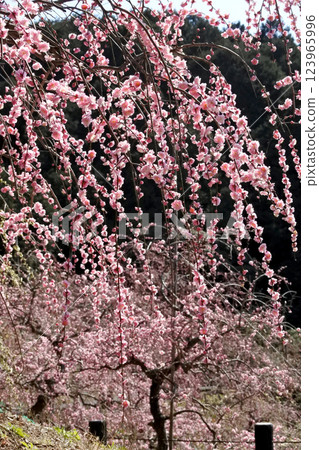 粉紅垂梅 粉紅垂梅 123965996