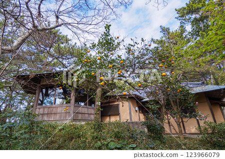 葉山潮騷公園的初春 葉山潮騷公園的初春 123966079