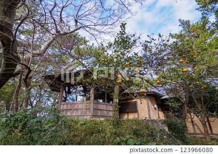 葉山潮騷公園的初春 123966080