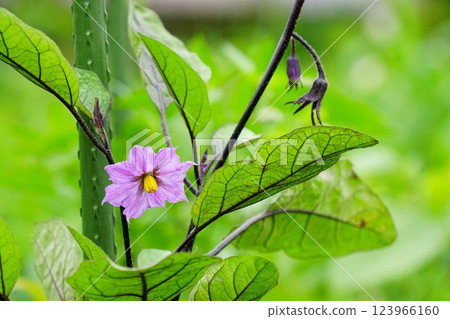 茄子花 茄子花 123966160
