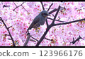 Cherry blossoms image 123966176