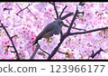 Cherry blossoms image 123966177