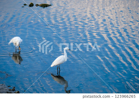 White egrets on the Yatsu tidal flats, Narashino city, Chiba prefecture 123966265