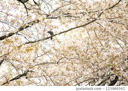 A brown-eared bulbul perched on a cherry blossom branch is sucking nectar from the flowers. 123966341