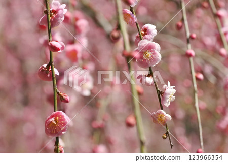 垂梅如簾 垂梅如簾 123966354