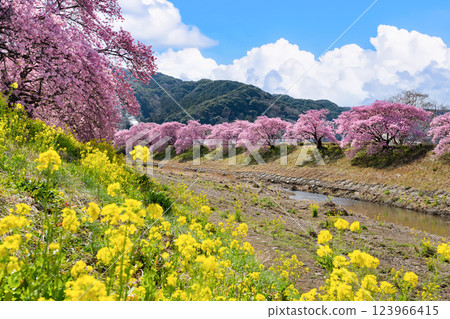 靜岡縣加茂區南伊豆町青野川沿河川櫻花 123966415