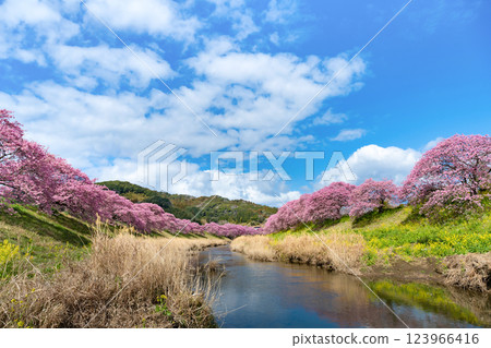 靜岡縣加茂區南伊豆町青野川沿河川櫻花 123966416