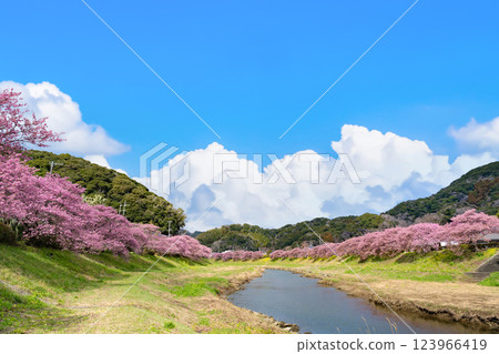 Kawazu cherry blossoms along the Aono River in Minamiizu Town, Kamo District, Shizuoka Prefecture 123966419