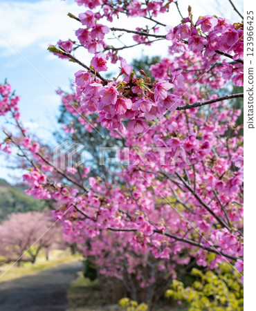 靜岡縣加茂區南伊豆町青野川沿河川櫻花 靜岡縣加茂區南伊豆町青野川沿河川櫻花 123966425