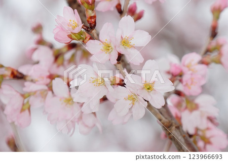 Cherry blossoms herald the arrival of spring 123966693