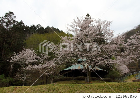 華嚴寺、八木山春季散步・6 123966850