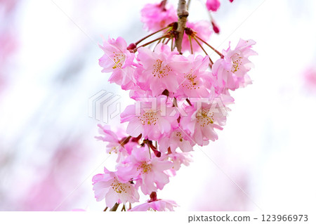 美麗的粉紅色重瓣垂枝櫻花樹 美麗的粉紅色重瓣垂枝櫻花樹 123966973