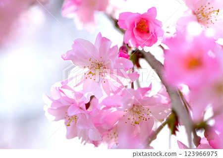 美麗的粉紅色重瓣垂枝櫻花樹 123966975