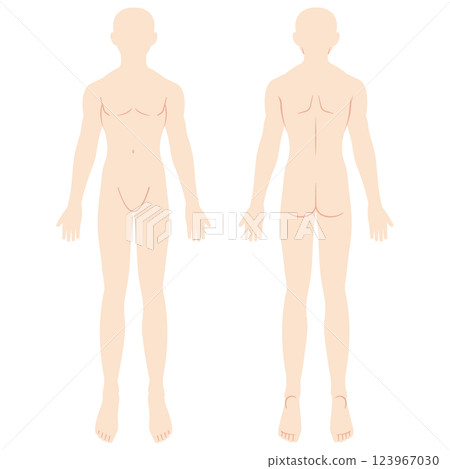 Male anatomy diagram, schematic, front and back 123967030