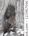 Ezoris eating walnuts in the snow 123967046