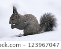 Profile of a Hokkaido squirrel eating walnuts in the snow 123967047