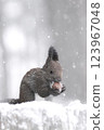 Ezoris eating walnuts in the snow 123967048