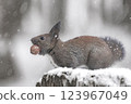 Hokkaido squirrel holding a walnut 123967049