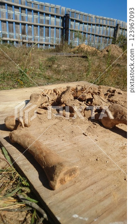 Partially Unearthed Animal Bones on a Wooden Board Partially Unearthed Animal Bones on a Wooden Board 123967093