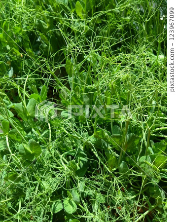 Lush Green Pea Shoots with Delicate Tendrils 123967099