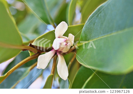 White staghorn laurel flowers (spring, March) 123967126