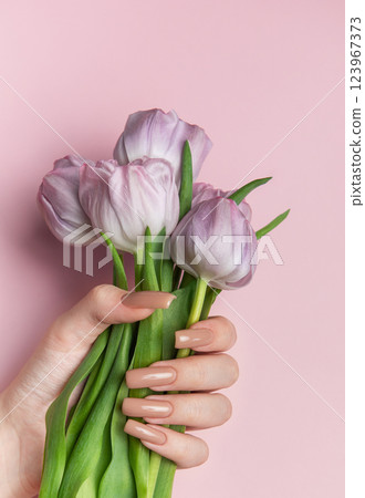 Woman hand holding beautiful pink tulips showing manicure nails on pink background 123967373