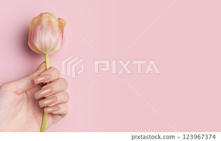 Woman hand with perfect manicure holding beautiful tulip flower on pink background 123967374