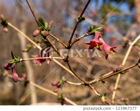 The flowers of the Japanese bush warbler begin to bloom in early spring 123967377