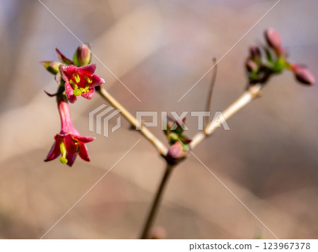 日本鶯的花朵在早春開始綻放 日本鶯的花朵在早春開始綻放 123967378