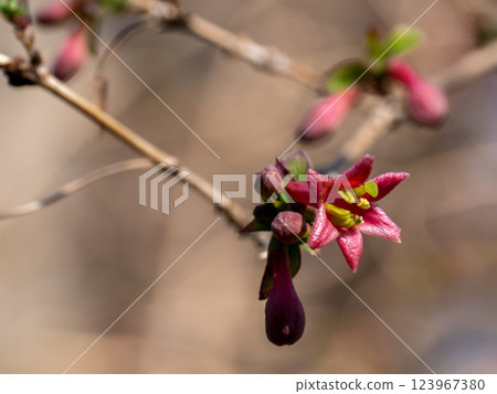 The flowers of the Japanese bush warbler begin to bloom in early spring The flowers of the Japanese bush warbler begin to bloom in early spring 123967380