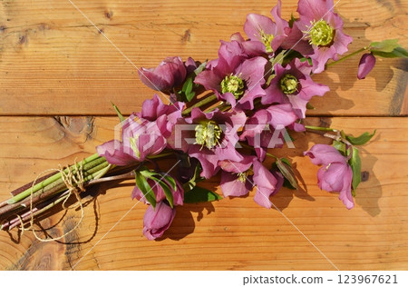 紫色聖誕玫瑰花束 紫色聖誕玫瑰花束 123967621