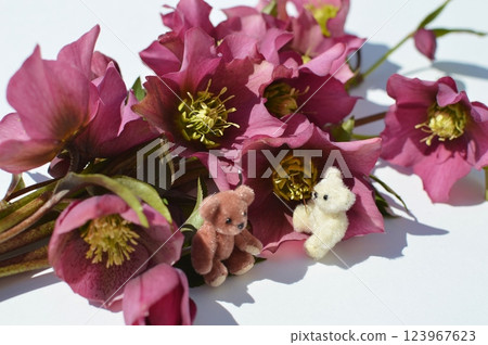 聖誕玫瑰花束和泰迪熊 聖誕玫瑰花束和泰迪熊 123967623