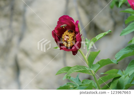 Image of a peony flower under protection. 123967663
