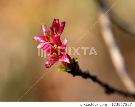 Flowers of the Miyamauguisukagura starting to bloom in early spring 123967837