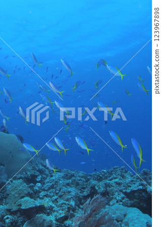 沖繩海的藍色大海和一群侏儒雀 123967898