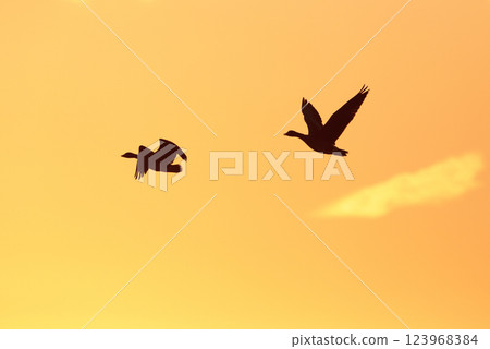 Wild Geese and Sunset 123968384