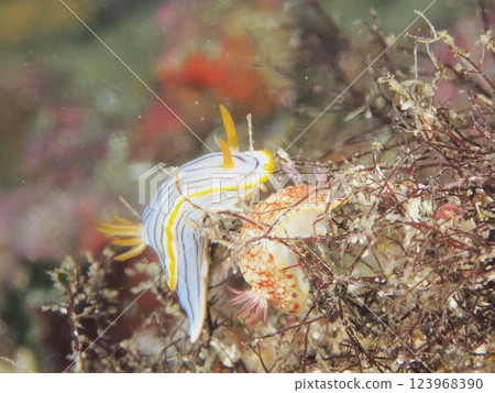 黑條海蛞蝓和 Sarasaura 海蛞蝓 黑條海蛞蝓和 Sarasaura 海蛞蝓 123968390