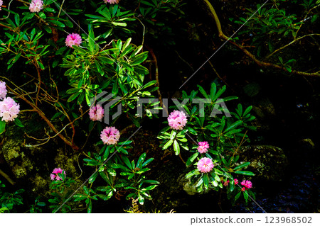Photographing the Rhododendron colony in Kamakakeya, Hino-cho, Gamo-gun, Shiga Prefecture 123968502