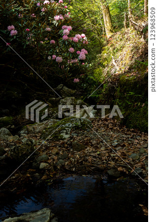Photographing the Rhododendron colony in Kamakakeya, Hino-cho, Gamo-gun, Shiga Prefecture 123968509