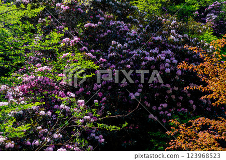 Photographing the Rhododendron colony in Kamakakeya, Hino-cho, Gamo-gun, Shiga Prefecture 123968523
